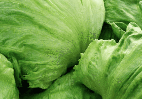 lettuce